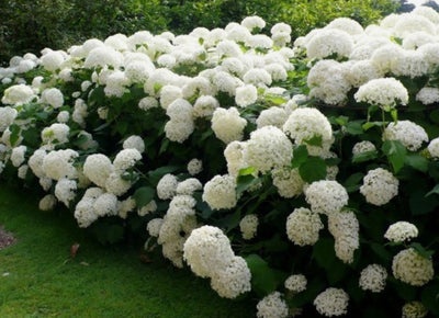 Hydrangea ‘Annabelle’ Shrub (1 x 3L pot)