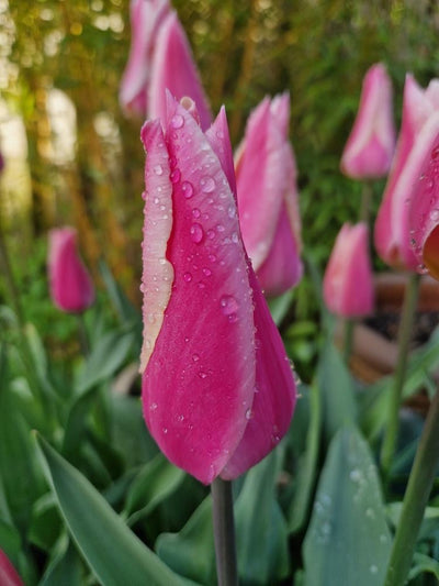 Tulip 'Sanne' (15 Bulbs)