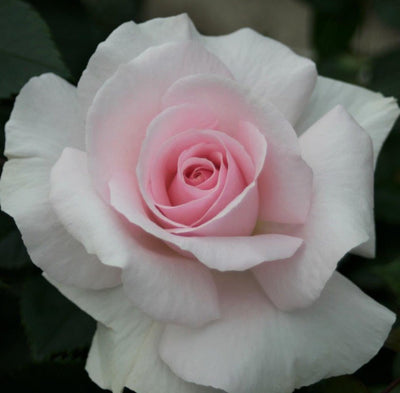 A Whiter Shade of Pale – Hybrid Tea Rose (Bare Root, Pre-Order) The Rose Press Garden