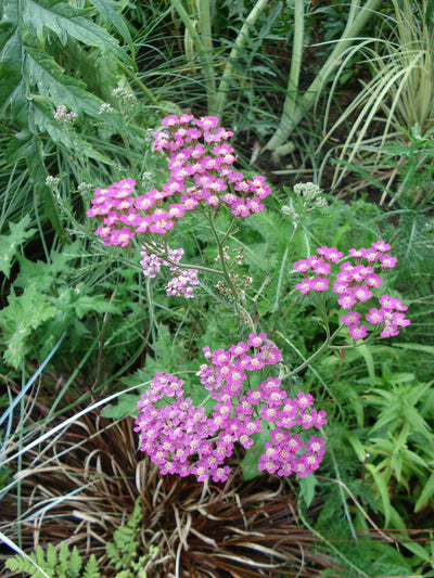 Achillea 'Cerise Queen' (SEED SACHET ONLY) The Rose Press Garden