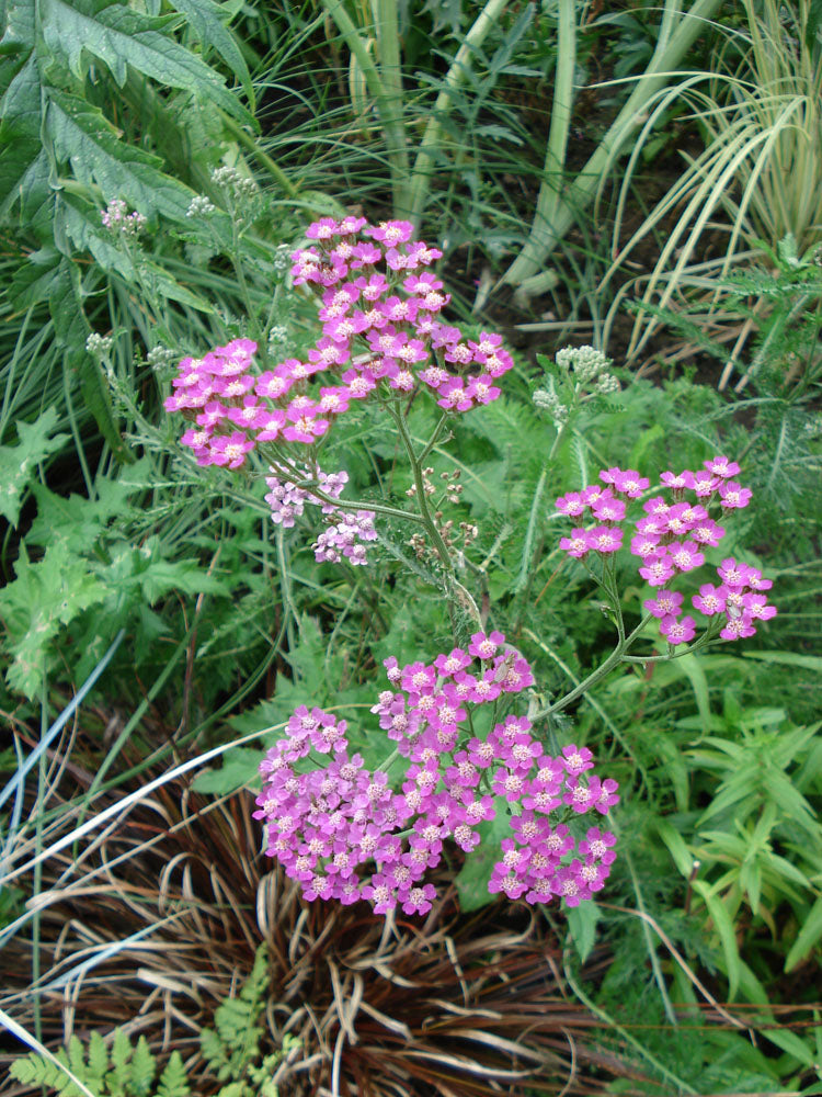 Achillea &