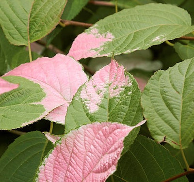 Actinidia kolomikta – Arctic Beauty Kiwi Vine The Rose Press Garden