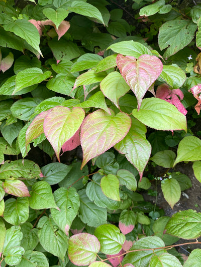 Actinidia kolomikta – Arctic Beauty Kiwi Vine The Rose Press Garden