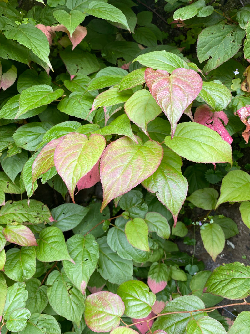 Actinidia kolomikta – Arctic Beauty Kiwi Vine The Rose Press Garden