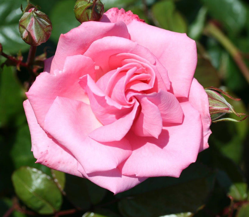 Agatha Christie (Traditional Climbing Rose x 1 Bare Root) *PREORDER*
