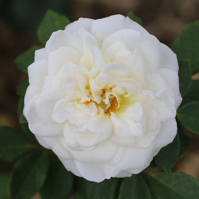 Alba Maxima – Old Garden Rose (Bare Root, Pre-Order) The Rose Press Garden