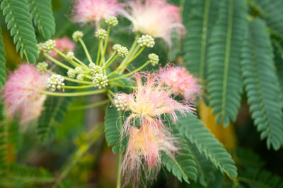 Albizia jul Ombrella® Tree The Rose Press Garden
