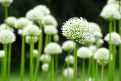 Allium 'Nigrum' (10 x Bulbs)