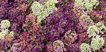 Alyssum 'Mulberry Mix' (SEED SACHET ONLY) The Rose Press Garden