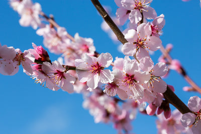 Almond (Prunus) Ingrid Tree The Rose Press Garden