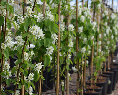 Amelanchier lamarckii Tree The Rose Press Garden