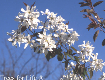 Amelanchier lae Snowflakes Tree The Rose Press Garden