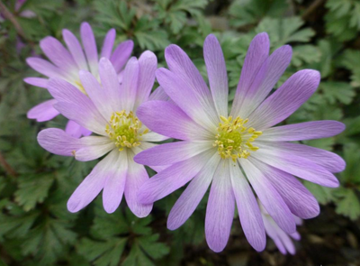 Anemone 'blanda charmer' (20 Corms)