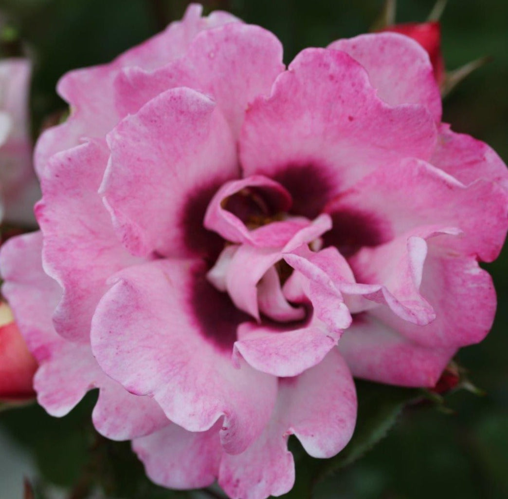 Angel Eyes – Patio Hybrid Rose (Bare Root, Pre-Order) The Rose Press Garden