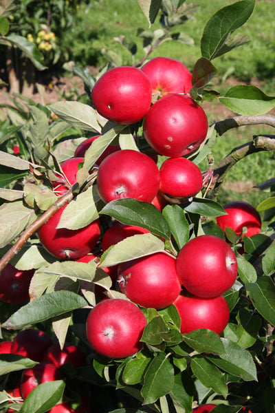 Apple (Malus) Scrumptious® Tree The Rose Press Garden