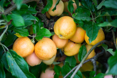 Apple (Malus) Surprize™ Tree The Rose Press Garden