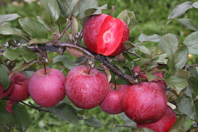 Apple (Malus) TICKLED PINK Baya® Marisa Tree The Rose Press Garden