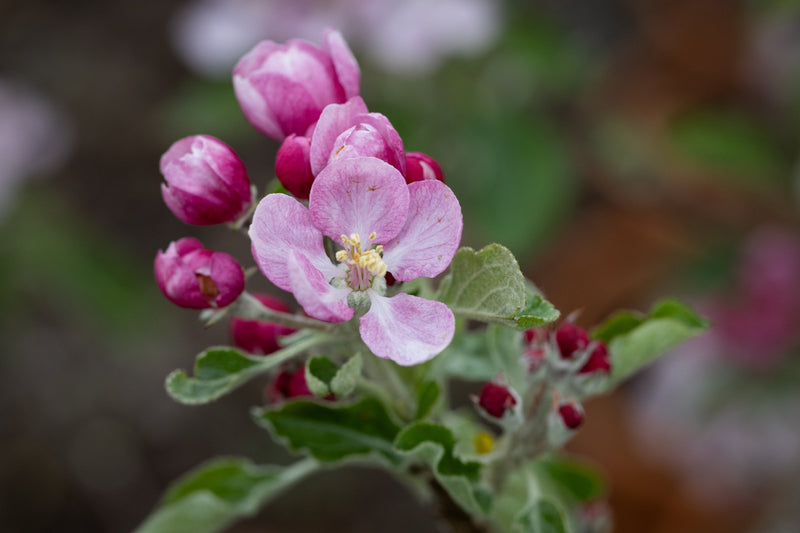 Apple (Malus) Surprize™ Tree The Rose Press Garden