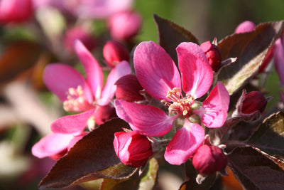 Apple (Malus) TICKLED PINK Baya® Marisa Tree The Rose Press Garden