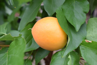 Apricot (Prunus) Compacta® Tree The Rose Press Garden