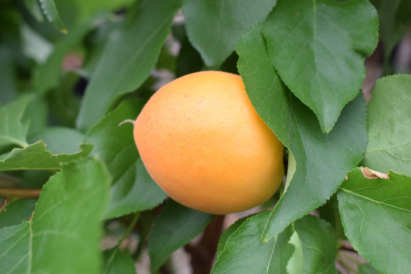 Apricot (Prunus) Compacta® Tree The Rose Press Garden