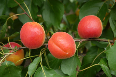 Apricot (Prunus) Pink Marry® Tree The Rose Press Garden