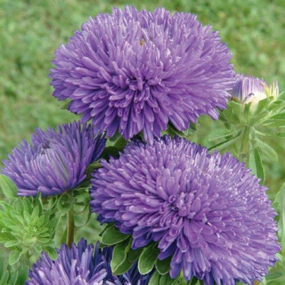 Aster 'Gala Blue' Seeds The Rose Press Garden