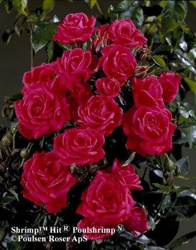 Birthday Wishes Rose in 5.5L Pot – Bright Orange-Red Flowering Rose Bush Gift The Rose Press Garden