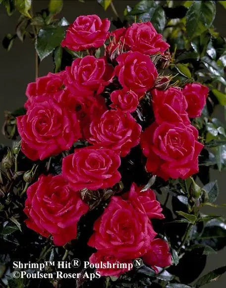 Birthday Wishes Rose in 5.5L Pot – Bright Orange-Red Flowering Rose Bush Gift The Rose Press Garden