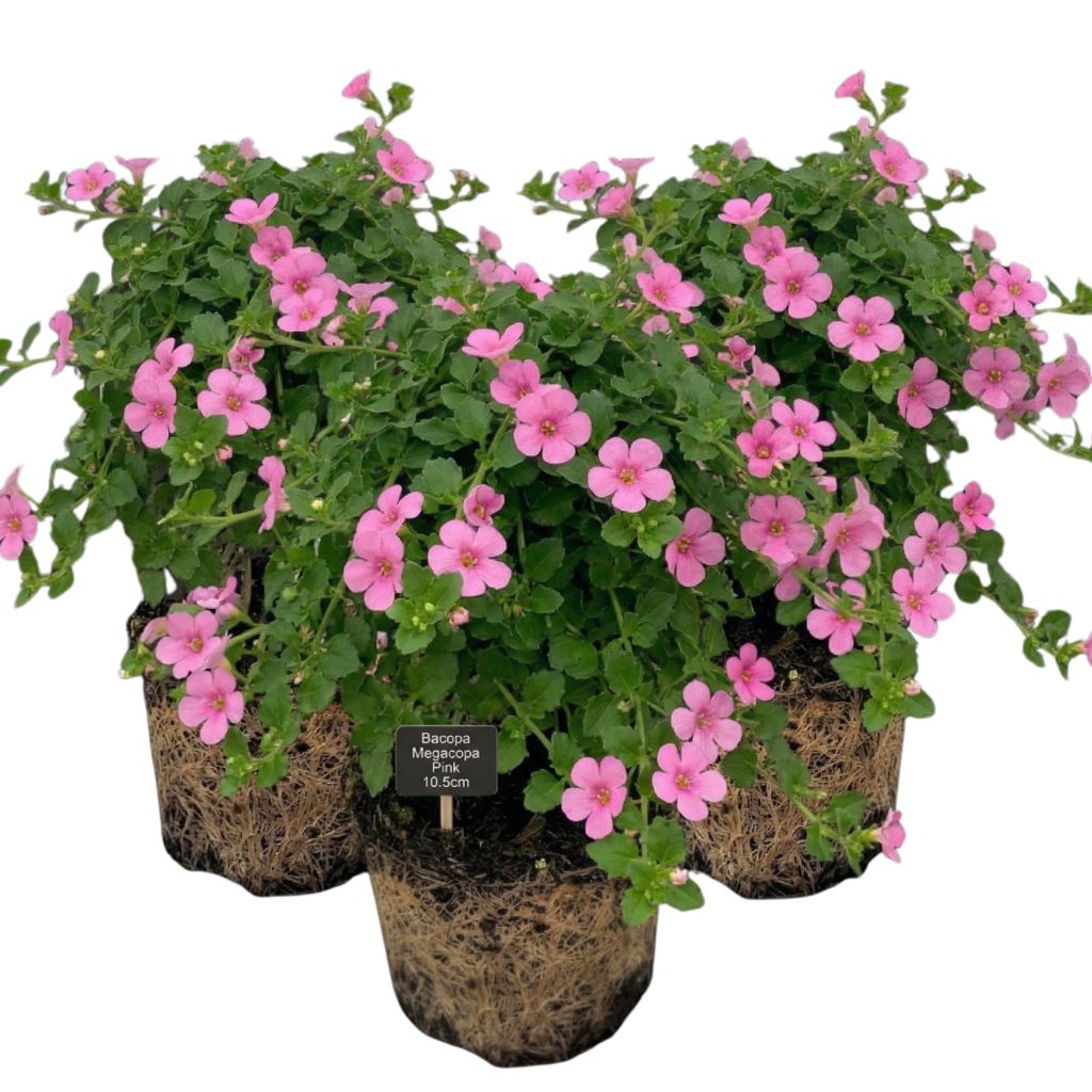 Bacopa Megacopa Pink | 10.5cm Trailing Bedding Plants – The Rose Press ...