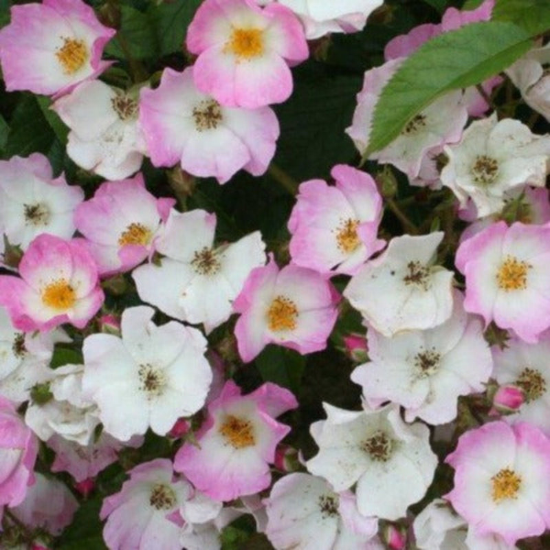 Ballerina – Hybrid Musk Rose (Bare Root, Pre-Order) The Rose Press Garden