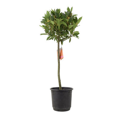 Bay Tree Standard – 90cm Hardy Evergreen Laurus nobilis The Rose Press Garden