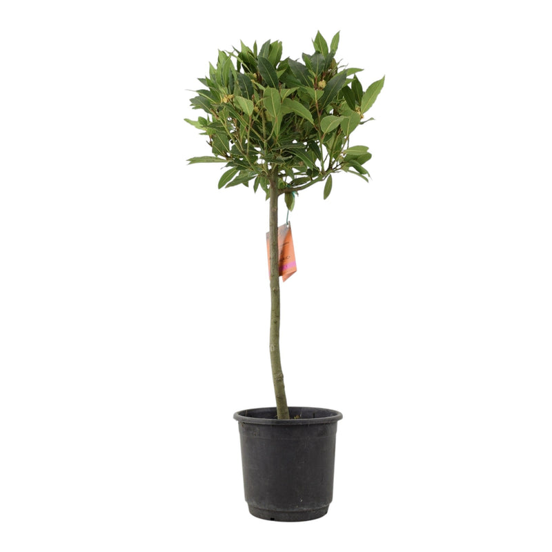 Bay Tree Standard – 90cm Hardy Evergreen Laurus nobilis The Rose Press Garden
