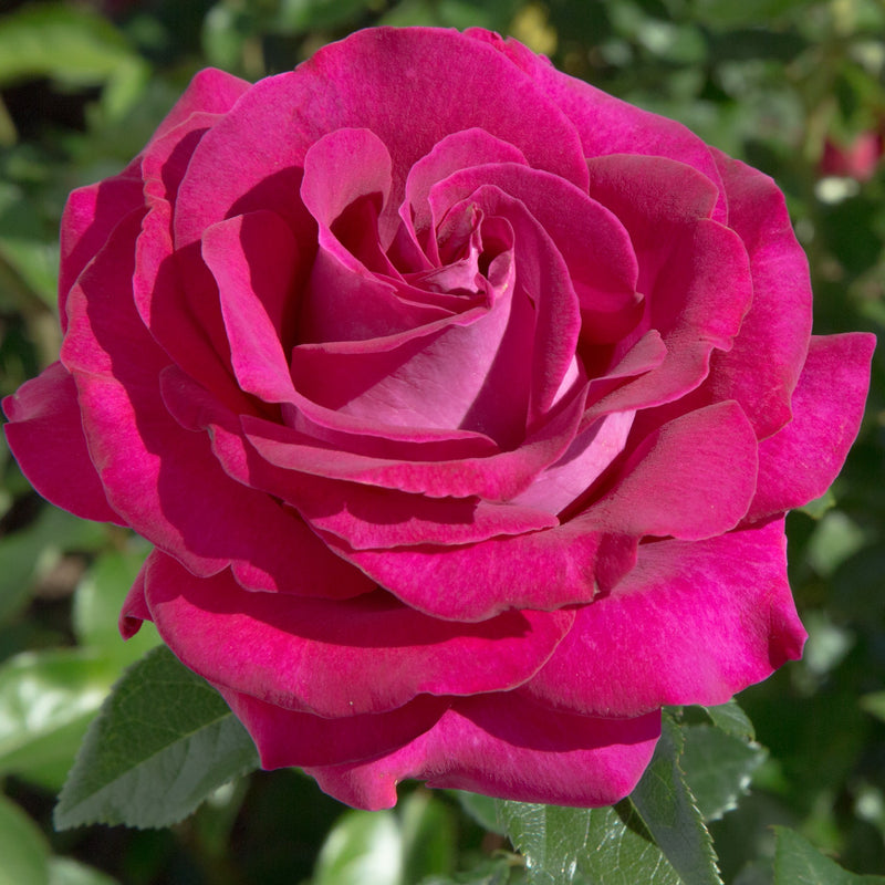 Belle Rives – Hybrid Tea Rose (Bare Root, Pre-Order) The Rose Press Garden