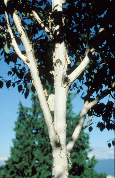 Betula uti Snow Queen Tree The Rose Press Garden