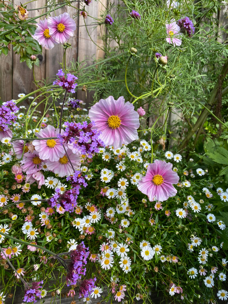Cosmos &