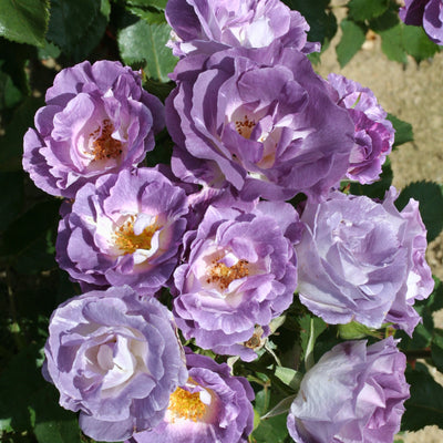 Blue For You – Floribunda Rose (Bare Root, Pre-Order) The Rose Press Garden
