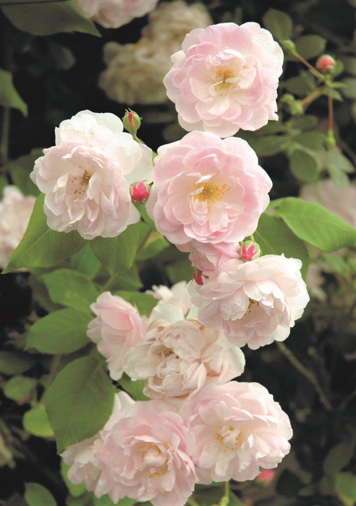 Blush Noisette (Traditional Climbing Rose x 1 Bare Root) *PREORDER*