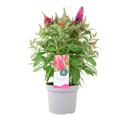 Butterfly Bush Little Ruby – 5L Pot – Compact Buddleja for Pollinator Gardens