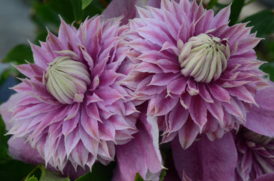 Clematis ‘Josephine’ (Evijohill) – Lilac-Pink Double Clematis (3L Plant) The Rose Press Garden