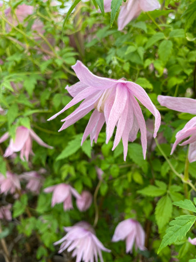 Clematis macropetala ‘Markham’s Pink’ – Rosy Bell Spring Clematis (3L Plant) The Rose Press Garden