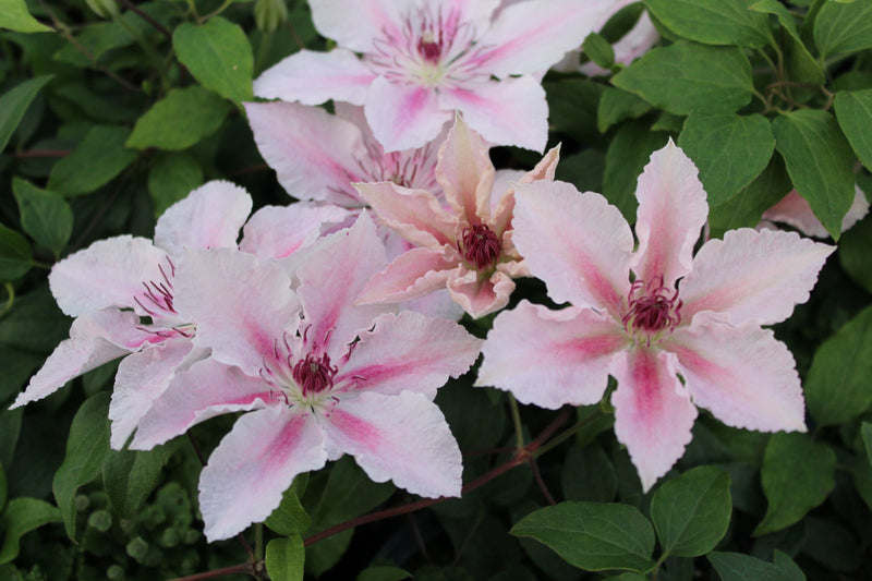 Clematis ‘Pink Fantasy’ – Compact Summer-Flowering Clematis (3L Plant) The Rose Press Garden
