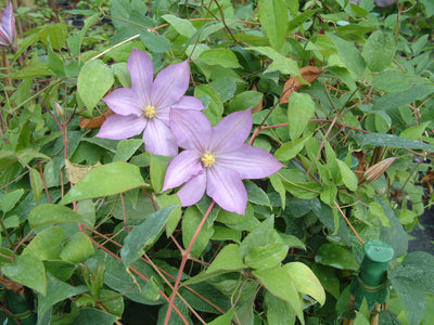 Clematis ‘Proteus’ – Classic Double-Flowering Clematis (3L Plant) The Rose Press Garden