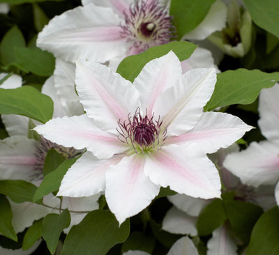 Clematis ‘The Countess of Wessex’ (Evipo073) – Elegant Pale Pink Patio Clematis (3L Plant) The Rose Press Garden