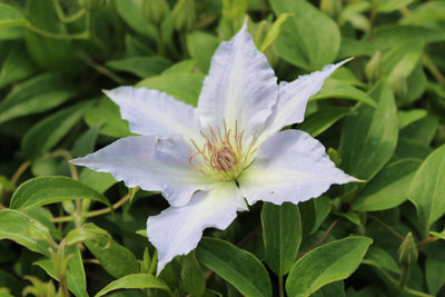 Clematis ‘Tranquilite’ (Evipo111) – Compact Lavender Clematis (3L Plant) The Rose Press Garden