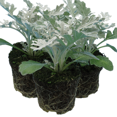 Cineraria 10.5cm x 3 – Bright Blooms for Cool-Season Colour The Rose Press Garden