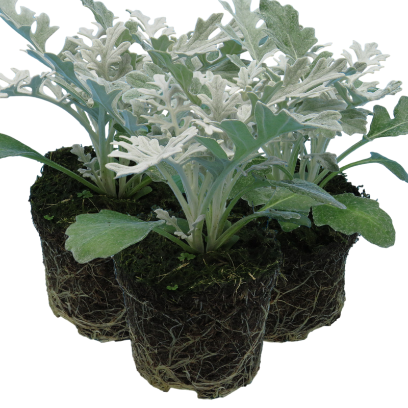 Cineraria 10.5cm x 3 – Bright Blooms for Cool-Season Colour The Rose Press Garden