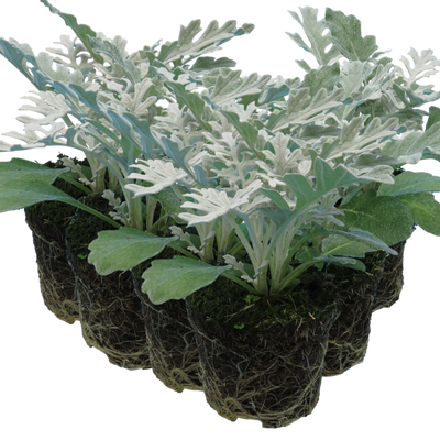Cineraria 10.5cm x 6 – Bright Blooms for Cool-Season Colour The Rose Press Garden