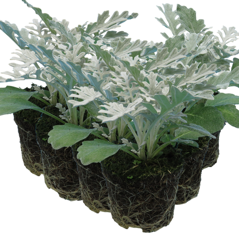 Cineraria 10.5cm x 6 – Bright Blooms for Cool-Season Colour The Rose Press Garden