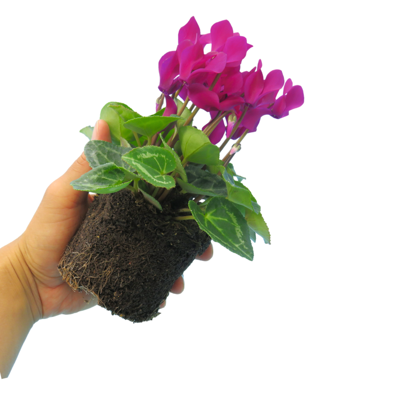 Cyclamen Purple 10.5cm x 6 – Vivid Winter Colour for Lasting Impact The Rose Press Garden